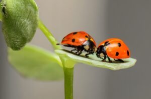 ladybugs 1593406 1280
