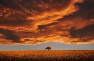tree 736875 640