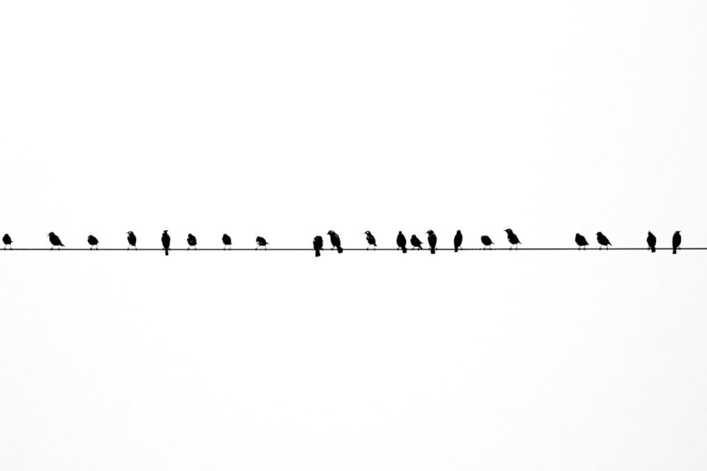 Photo Lineage