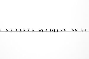 Photo Lineage