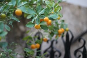Photo Mandarin